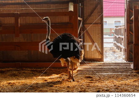 Ostrich stands tall on a wooden fence, surrounded by snow, at an ostrich farm in a serene winter setting. Ostrich stands tall on a wooden fence, surrounded by snow, at an ostrich farm in a serene winter setting. 114360654