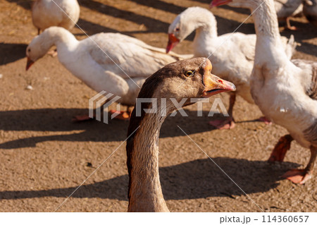 Geese group are peacefully coexisting within a fenced-in area on a farm Geese group are peacefully coexisting within a fenced-in area on a farm 114360657