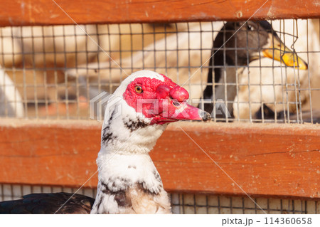 Mucky duck is standing in water in a farm setting, surrounded by an agricultural landscape. Mucky duck is standing in water in a farm setting, surrounded by an agricultural landscape. 114360658