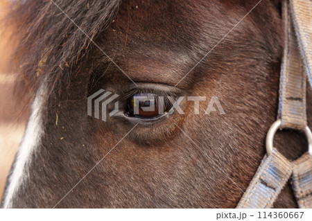 Detailed view of the brown eye of a horse, showcasing the intricate up close. 114360667