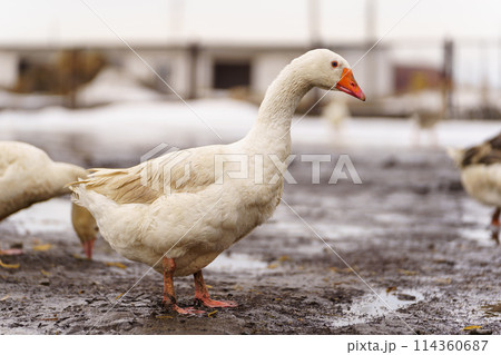 Geese is standing proudly on top of a lush green field, their feathers glistening 114360687