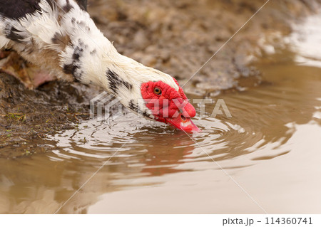 Muscovy Duck Foraging at Farmstead at Dusk. Selective focus. Close up 114360741