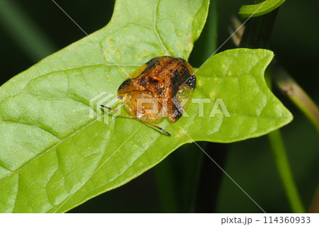 ヨツモンカメノコハムシ 114360933