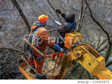 Municipal service workers stand with a chainsaw in a crane basket and trim dangerous trees Municipal service workers stand with a chainsaw in a crane basket and trim dangerous trees 114361673