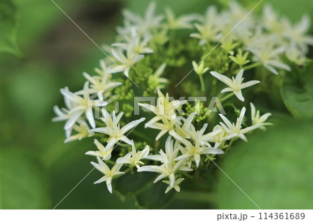 山紫陽花 山紫陽花 114361689