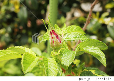 ハマナスのつぼみ 114361717