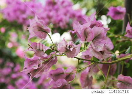 ブーゲンビレア ブーゲンビレア 114361718