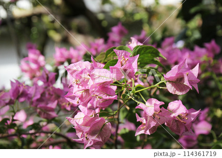 ブーゲンビレア 114361719