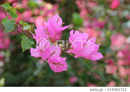 ブーゲンビレア 114361722