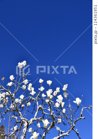 白木蓮と青空 114361951
