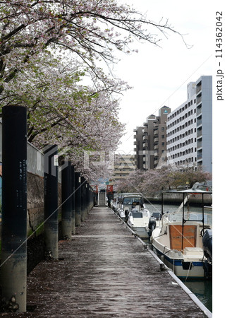 高知市の船着き場の桜 高知市の船着き場の桜 114362042