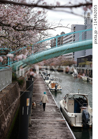 高知市の船着き場の桜 高知市の船着き場の桜 114362055