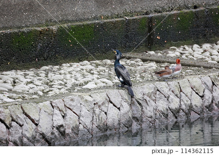 日本庭園の川鵜 日本庭園の川鵜 114362115