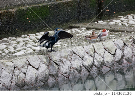 日本庭園の川鵜 114362126