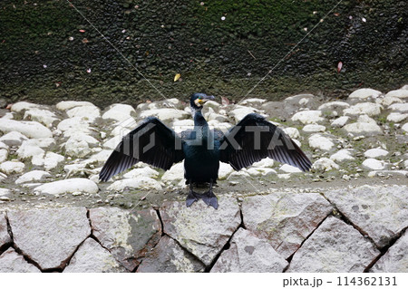 日本庭園の川鵜 114362131