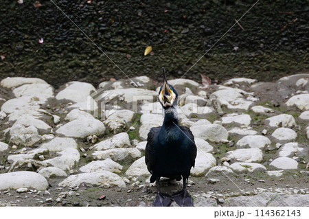 日本庭園の川鵜 114362143