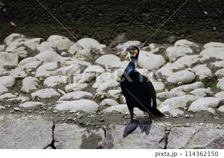 日本庭園の川鵜 114362150