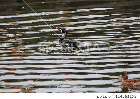日本庭園の川鵜 114362155