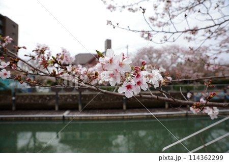 高知市の船着き場の桜 114362299