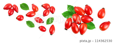 Rose hip isolated on a white background with full depth of field. Top view with copy space for your text. Flat lay. Rose hip isolated on a white background with full depth of field. Top view with copy space for your text. Flat lay. 114362530