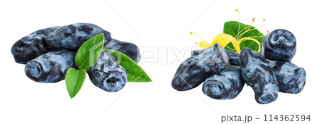 Fresh honeysuckle blue berry isolated on white background with full depth of field 114362594