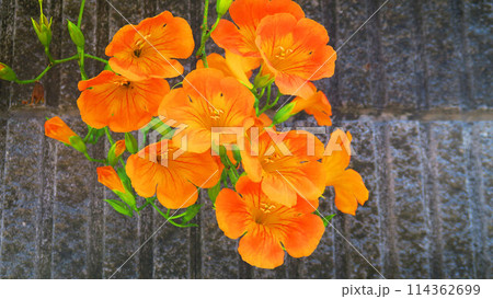 壁際に咲くノウゼンカズラの花の風景 壁際に咲くノウゼンカズラの花の風景 114362699
