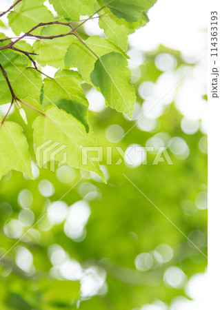 新緑の背景素材 114363193