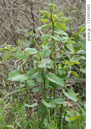 シャキシャキとした春の山菜、イタドリ シャキシャキとした春の山菜、イタドリ 114363363