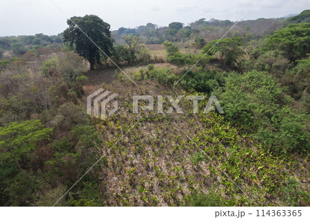 Agriculture planatation field Agriculture planatation field 114363365