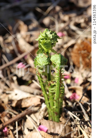 春の山菜、コゴミ 春の山菜、コゴミ 114363396