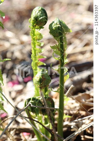 春の山菜、コゴミ 114363397