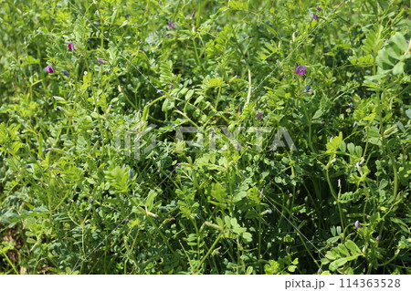 野原に咲く小さな紫の花、カラスノエンドウ 114363528