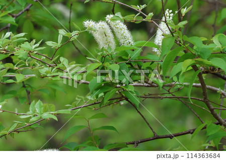 桜が散った後、山野で咲く白いブラシのような花、ウワズミザクラ 桜が散った後、山野で咲く白いブラシのような花、ウワズミザクラ 114363684