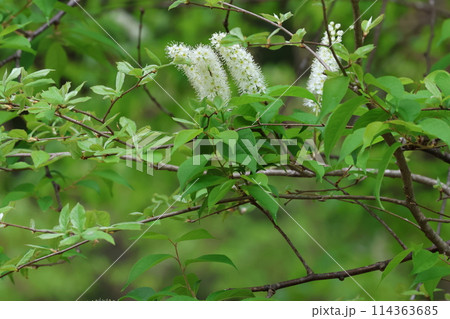 桜が散った後、山野で咲く白いブラシのような花、ウワズミザクラ 114363685