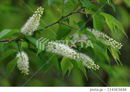 桜が散った後、山野で咲く白いブラシのような花、ウワズミザクラ 桜が散った後、山野で咲く白いブラシのような花、ウワズミザクラ 114363686