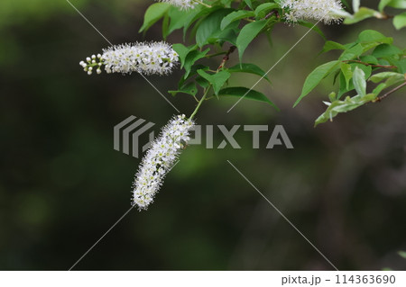 桜が散った後、山野で咲く白いブラシのような花、ウワズミザクラ 114363690