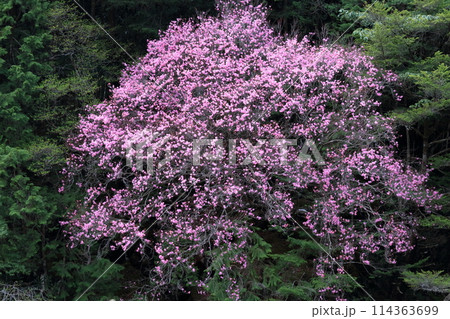 瀬戸川渓谷　アケボノツツジの巨木　（高知県　土佐町） 114363699