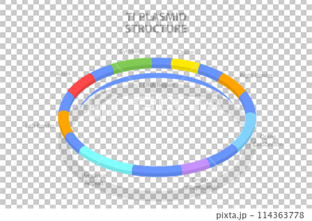 3D Isometric Flat  Conceptual Illustration of Ti Plasmid Structure, Educational Diagram 114363778