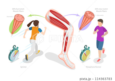 3D Isometric Flat  Conceptual Illustration of Muscle Fiber Types, Skeletal Muscle Structure 114363783