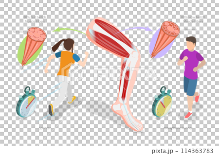 3D Isometric Flat Conceptual Illustration of Muscle Fiber Types, Skeletal Muscle Structure 3D Isometric Flat Conceptual Illustration of Muscle Fiber Types, Skeletal Muscle Structure 114363783