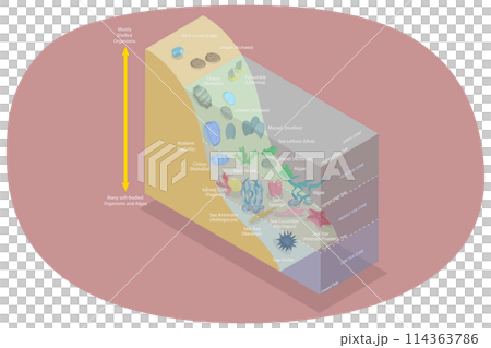 3D Isometric Flat Conceptual Illustration of Scheme With Spray And Tidal Zones Axis , Lake Ecosystem 3D Isometric Flat Conceptual Illustration of Scheme With Spray And Tidal Zones Axis , Lake Ecosystem 114363786
