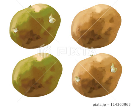 じゃがいも（4個）緑色、芽付き 114363965