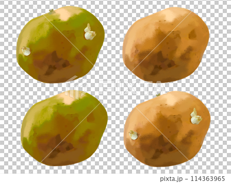 じゃがいも（4個）緑色、芽付き 114363965