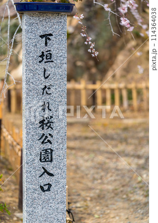 枝垂れ桜の名所「下垣しだれ桜公園」（兵庫県三田市藍本）※作品コメント欄に撮影位置 114364038