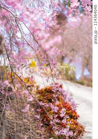 枝垂れ桜の名所「下垣しだれ桜公園」(兵庫県三田市藍本)※作品コメント欄に撮影位置 枝垂れ桜の名所「下垣しだれ桜公園」(兵庫県三田市藍本)※作品コメント欄に撮影位置 114364040