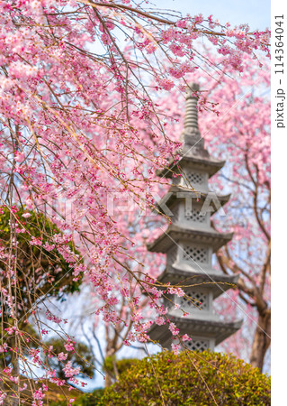 枝垂れ桜の名所「下垣しだれ桜公園」(兵庫県三田市藍本)※作品コメント欄に撮影位置 枝垂れ桜の名所「下垣しだれ桜公園」(兵庫県三田市藍本)※作品コメント欄に撮影位置 114364041