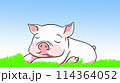 ブタさん1 114364052