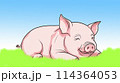 ブタさん2 114364053