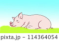 ブタさん3 114364054