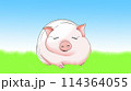 ブタさん4 114364055